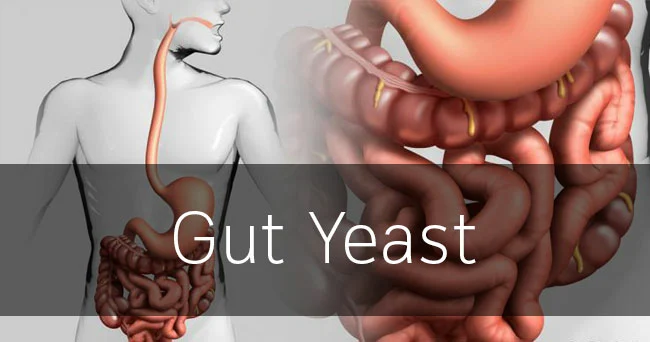 gut yeast